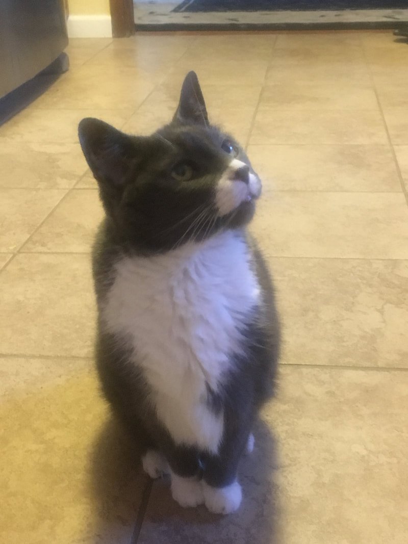 Pet of the Month – January 2020